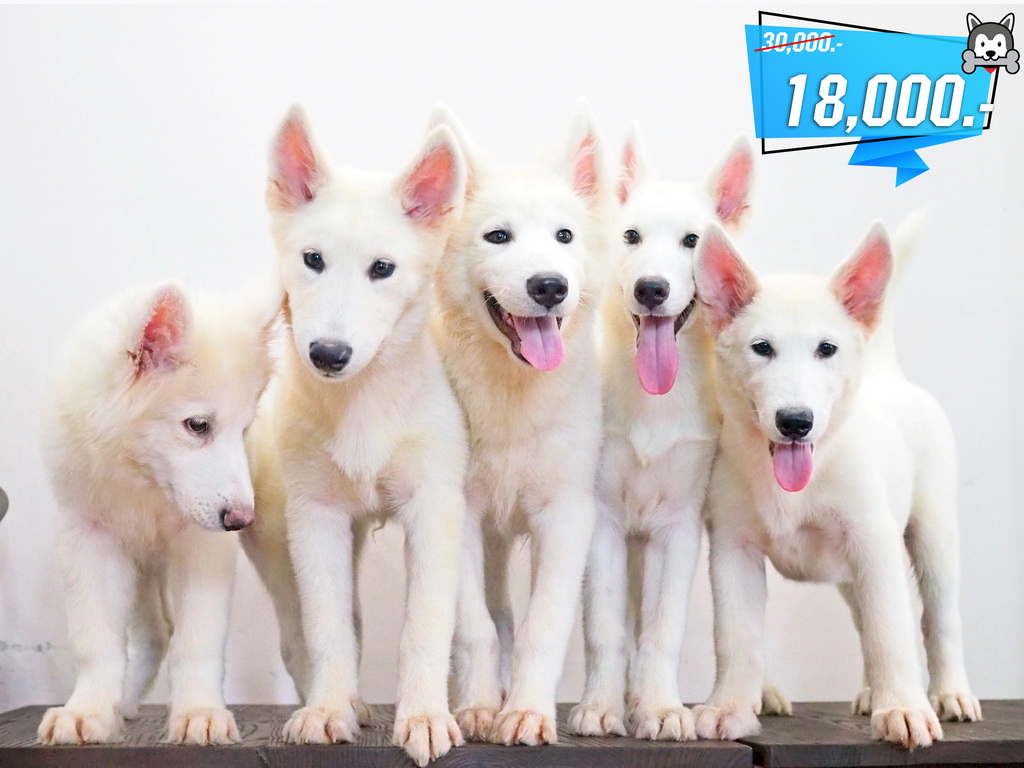 ไซบีเรียนอลาสกันขาวล้วน เพศผู้ 18,000 เหลือ 5 ตัวสุดท้าย