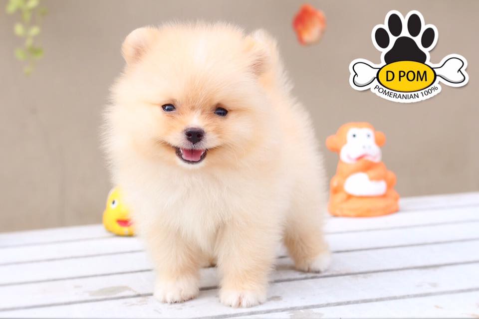 DPOM FARM ขายน้องปอมแท้ ...น้องแพท...เพศเมีย สีครีม ขนฟู ตากลม ฟอร์มสวย น่ารัก