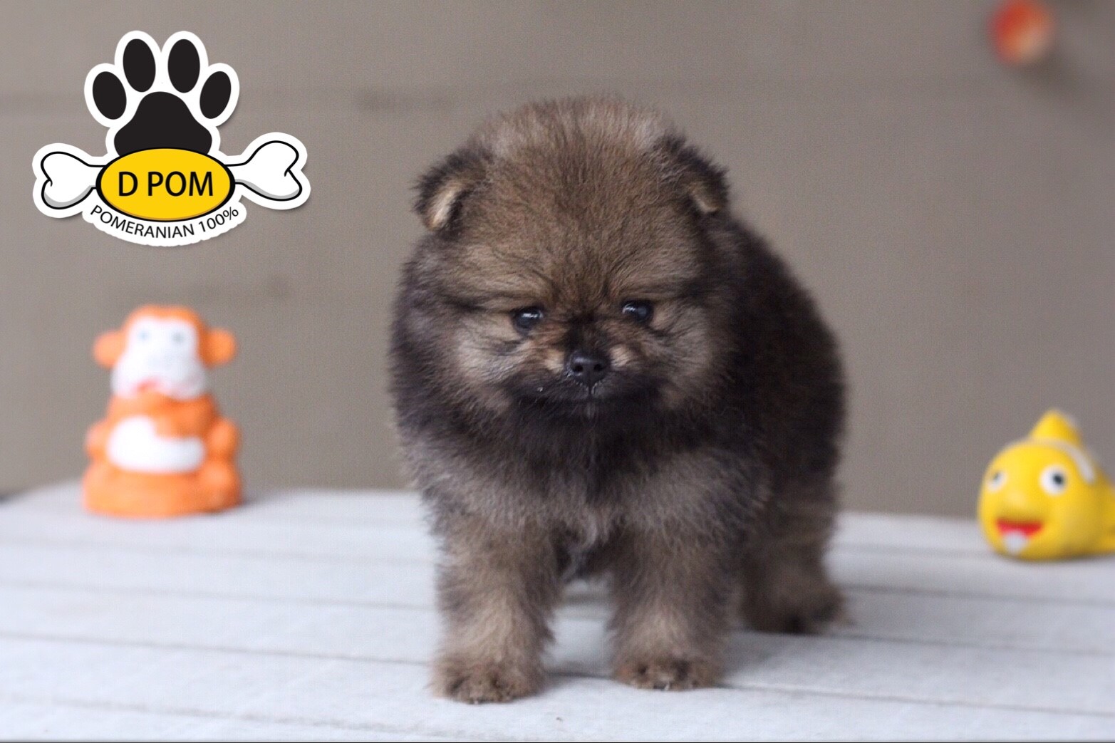 DPOM FARM ขายน้องปอมแท้ ...น้องคุกกี้...สีส้ม เพศเมีย ขนฟู ตากลม ฟอร์มสวย น่ารัก