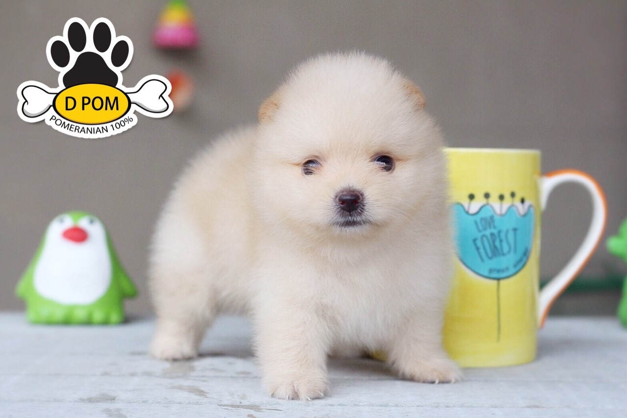 DPOM FARM ขายปอมหน้าสั้น ...น้องอนัน...เพศผู้ สีครีม ทีคัพ ทรงสวย หน้าสั้น ขนแน่