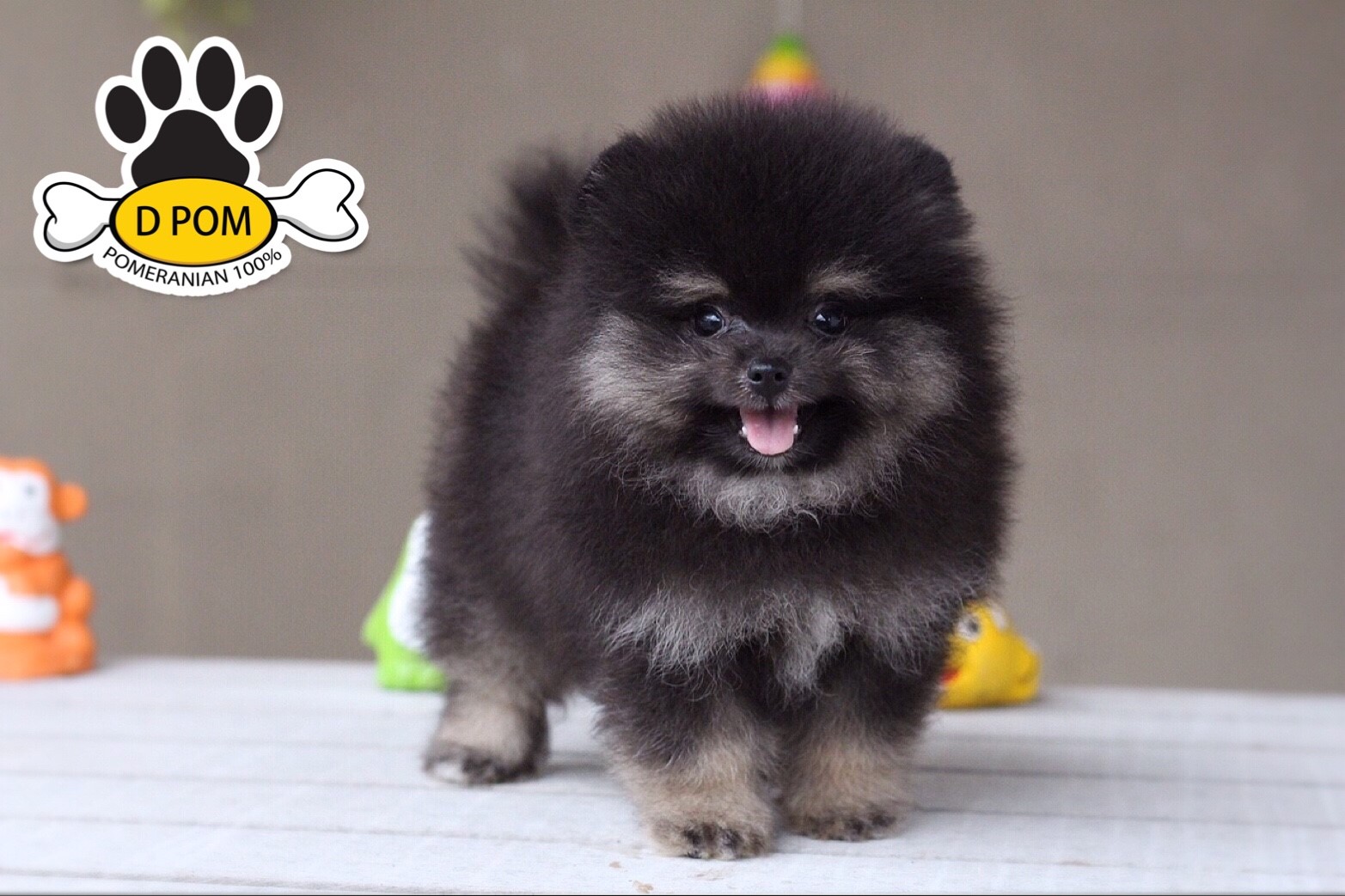 DPOM FARM ขายปอมหน้าสั้น ...น้องบอสตัน...เพศผู้ สีแบล็คแทน ทีคัพ ทรงสวย หน้าสั้น