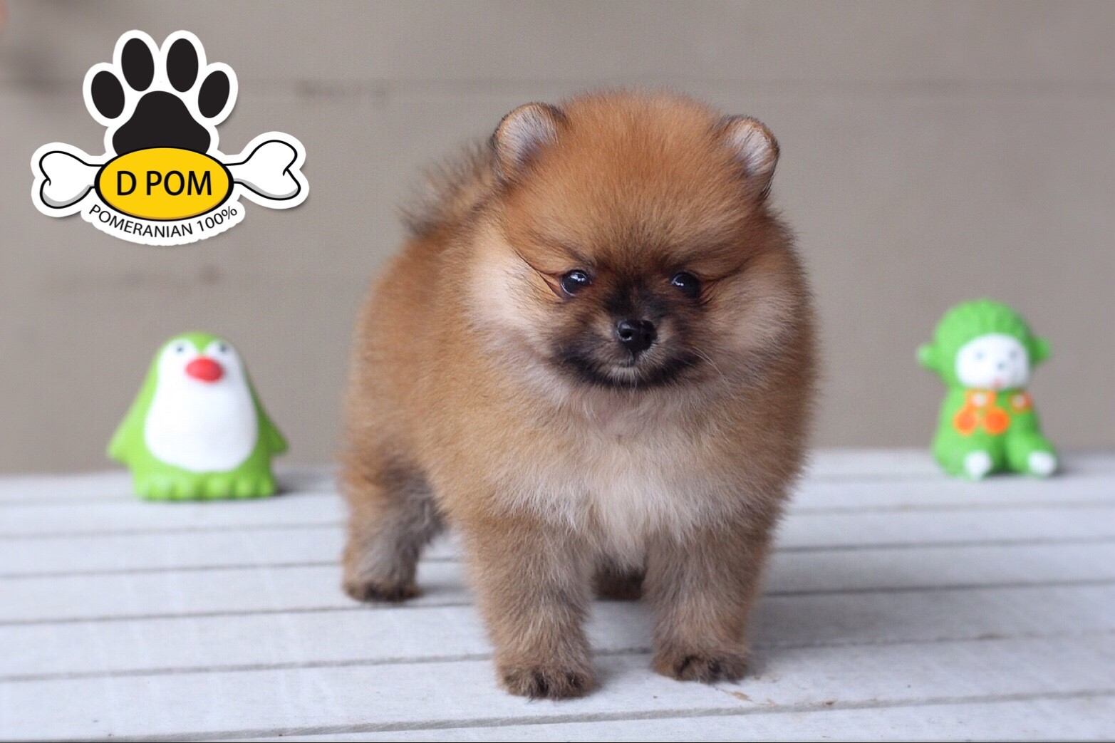 DPOM FARM ขายปอมแท้ ...น้องใต้ฝุ่น... เพศผู้ สีส้ม หน้าหมี พร้อมย้ายบ้าน มีบริกา