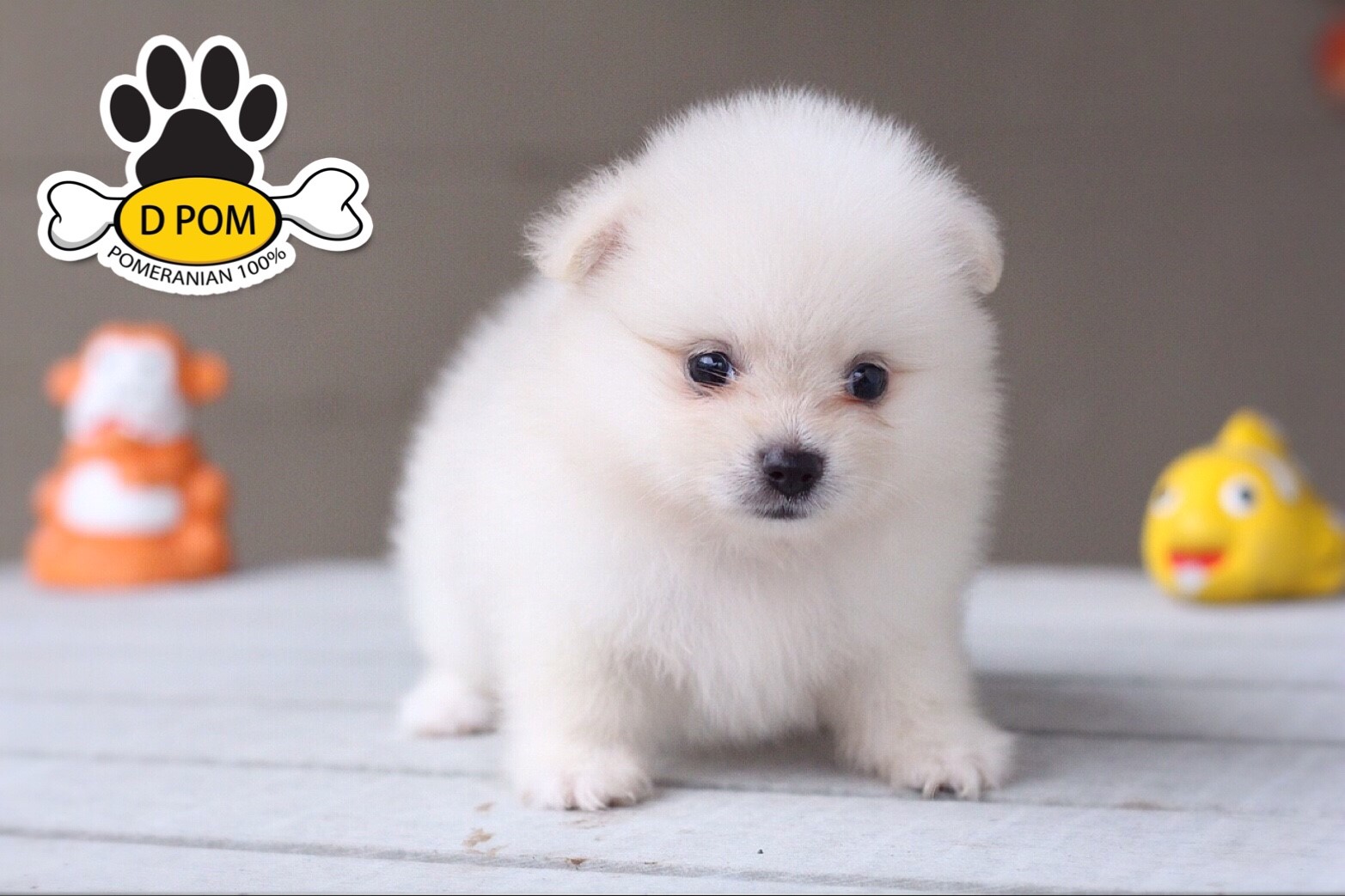 DPOM FARM ขายปอมแท้ ...น้องนิวยอร์ค... เพศเมีย สีขาว พร้อมย้ายบ้าน มีบริการส่งถึ