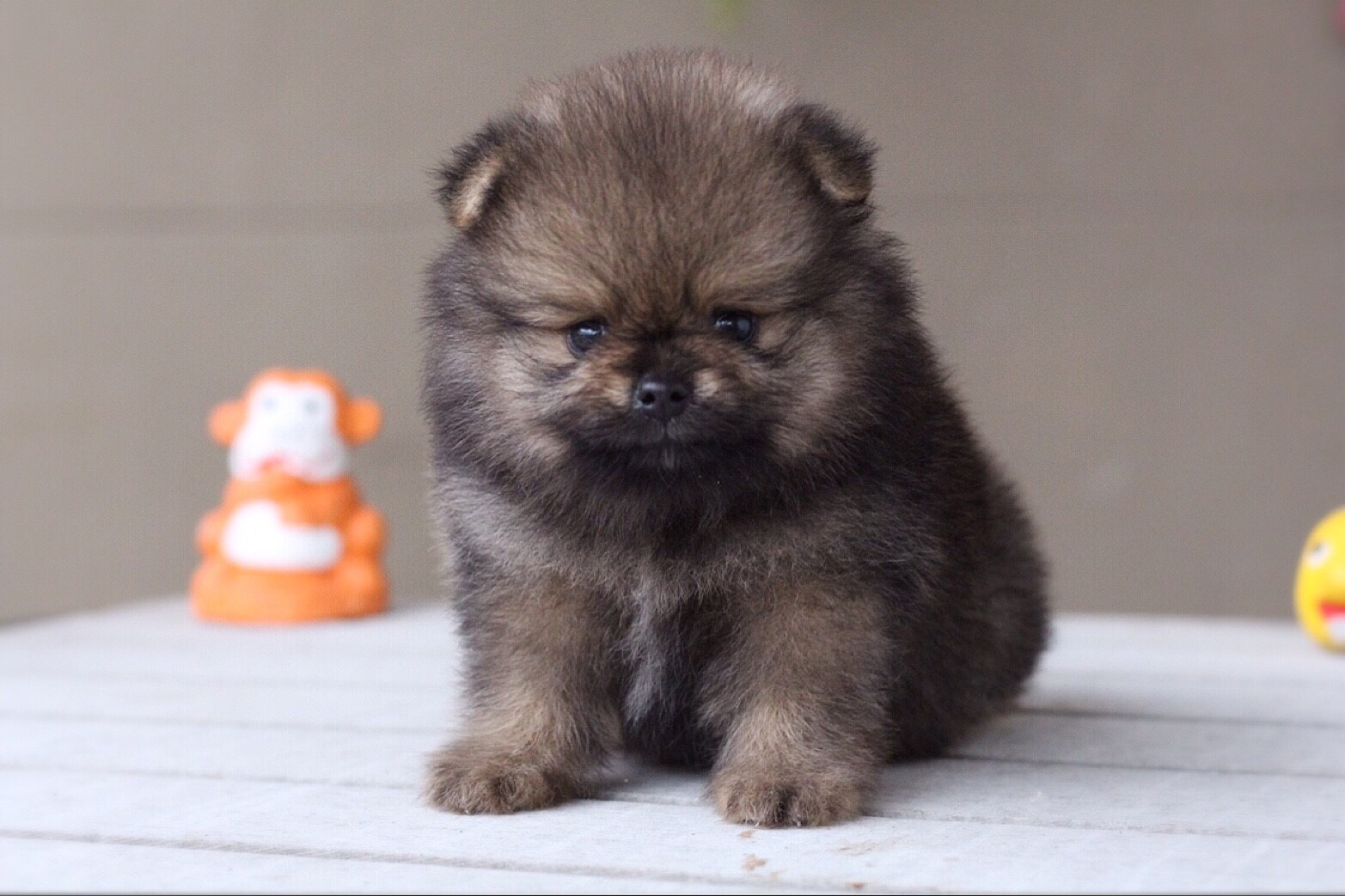 DPOM FARM ขายน้องปอมแท้ ...น้องคุกกี้...สีส้ม เพศเมีย ขนฟู ตากลม ฟอร์มสวย น่ารัก