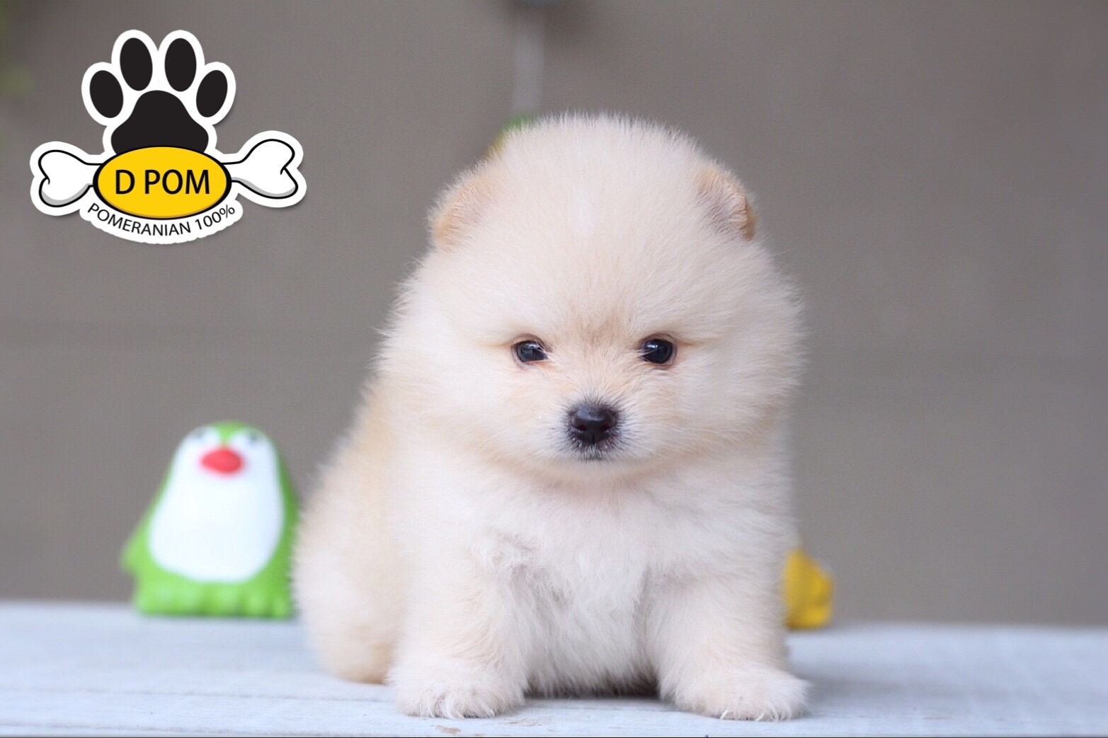 DPOM FARM ขายน้องปอมแท้ ...น้องอันวา...เพศผู้ สีครีม ขนฟู ตากลม ฟอร์มสวย น่ารัก