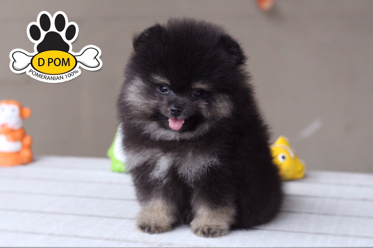 DPOM FARM ขายปอมหน้าสั้น ...น้องบอสตัน...เพศผู้ สีแบล็คแทน ทีคัพ ทรงสวย หน้าสั้น