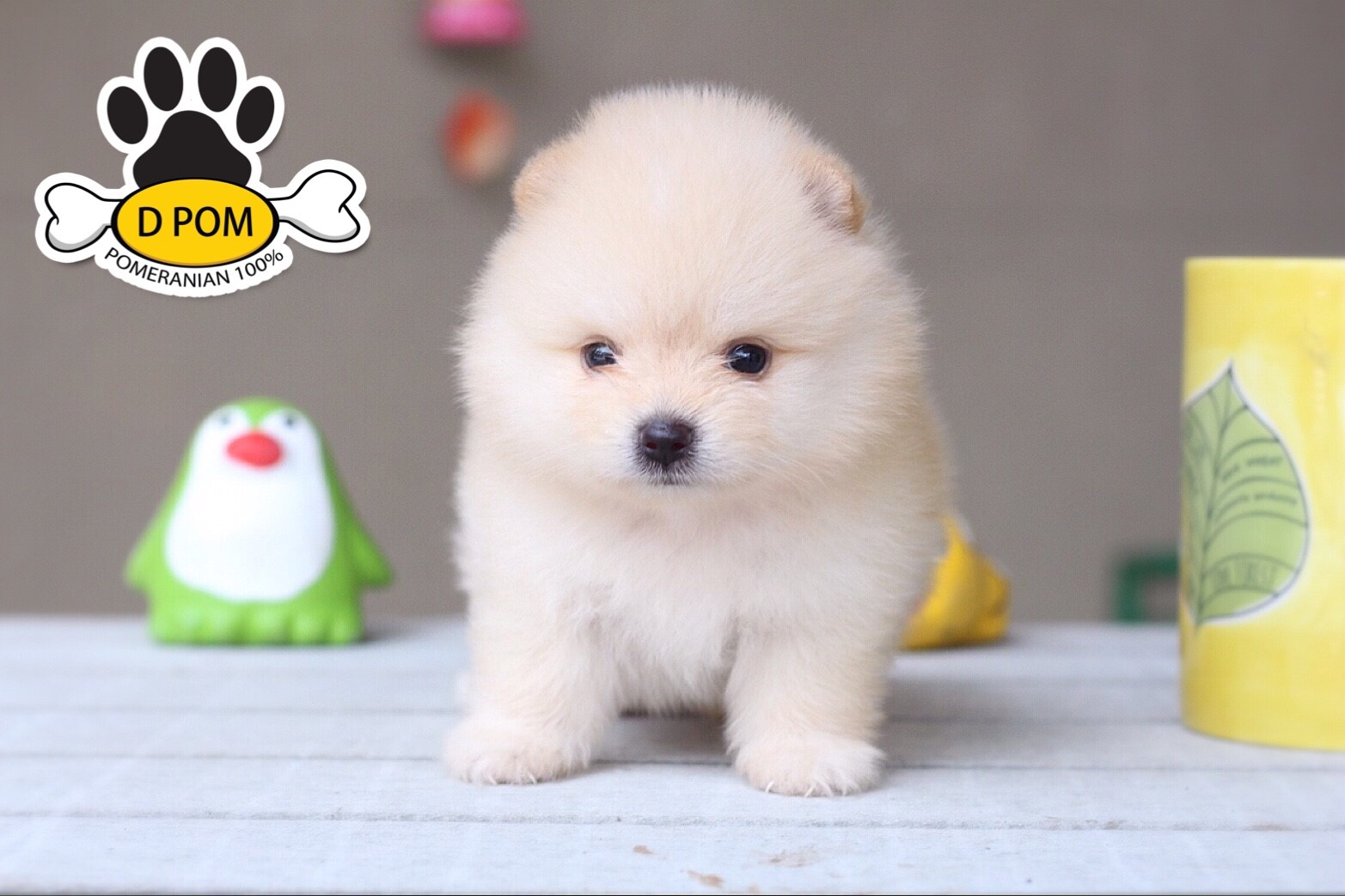 DPOM FARM ขายน้องปอมแท้ ...น้องอันวา...เพศผู้ สีครีม ขนฟู ตากลม ฟอร์มสวย น่ารัก