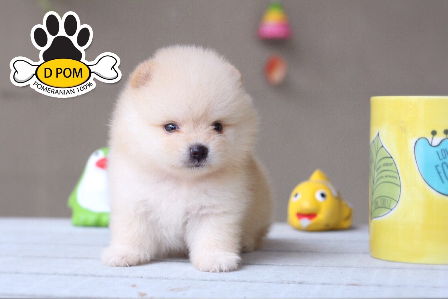 DPOM FARM ขายน้องปอมแท้ ...น้องอันวา...เพศผู้ สีครีม ขนฟู ตากลม ฟอร์มสวย น่ารัก