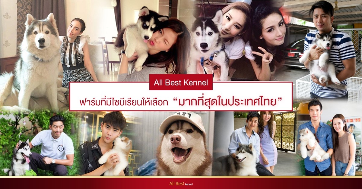 หากอยากได้ไซบีเรียนที่เน้นคุณภาพเกรดHiend ต้องมาที่allbest kennel เท่านั้น