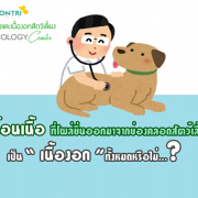 ก้อนเนื้อที่โผล่ยื่นออกมาจากช่องคลอดสัตว์เลี้ยง เป็นเนื้องอกทั้งหมดหรือไม่…?