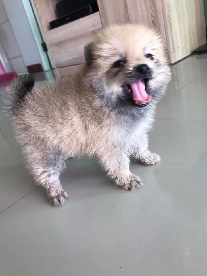 ขายปอมเพศเมีย