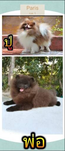 ขายน้องปอมแท้ เพศเมีย อายุ 2 เดือน