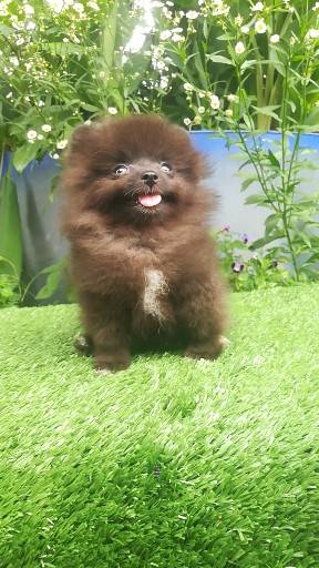 ขายน้องปอมแท้ เพศเมีย สีดาร์คช็อค