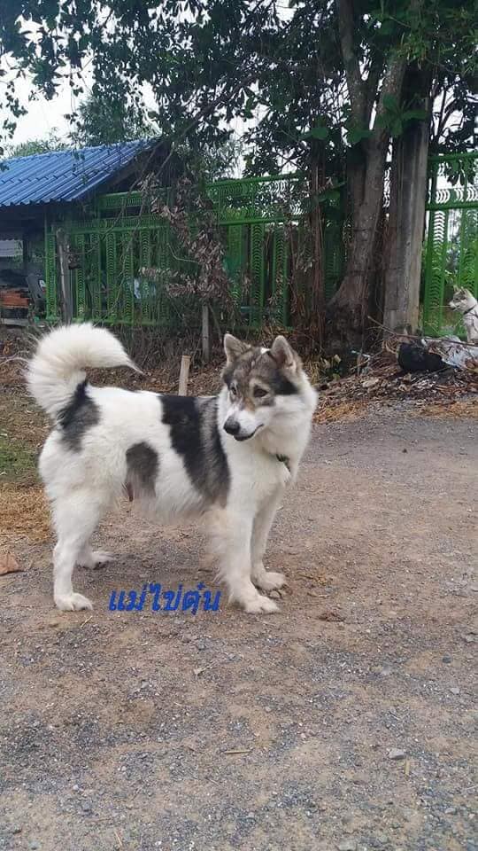 ขายบางแก้วน้องยังว่าง1ตัวตัวเมียจ้าสนใจคุย