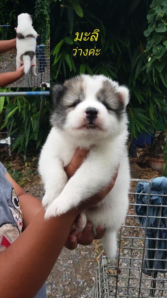 ขายบางแก้วน้องยังว่าง1ตัวตัวเมียจ้าสนใจคุย