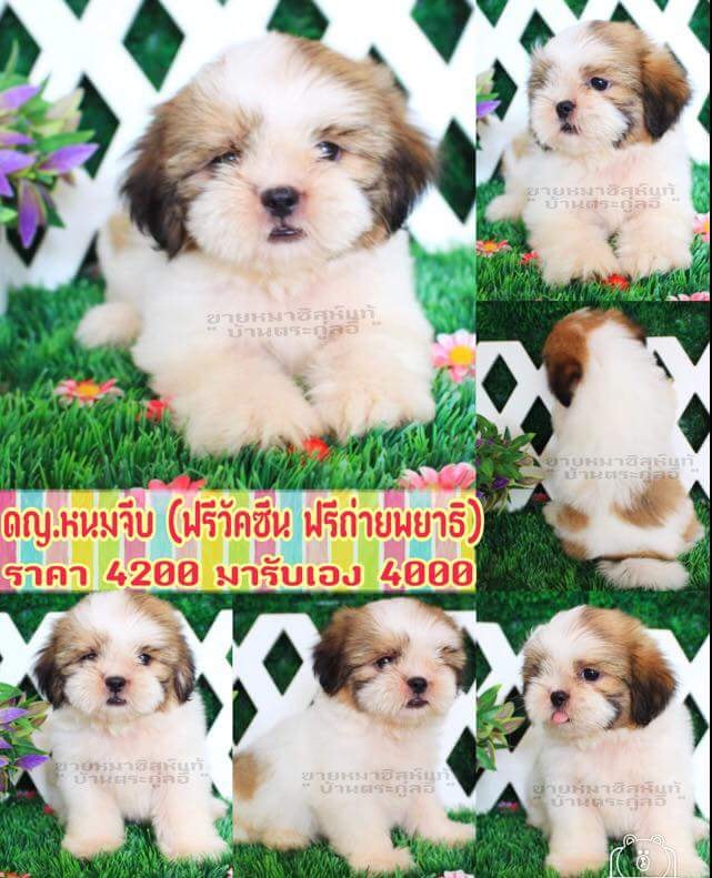 ขายชิสุห์แท้บ้านตระกูลอี้