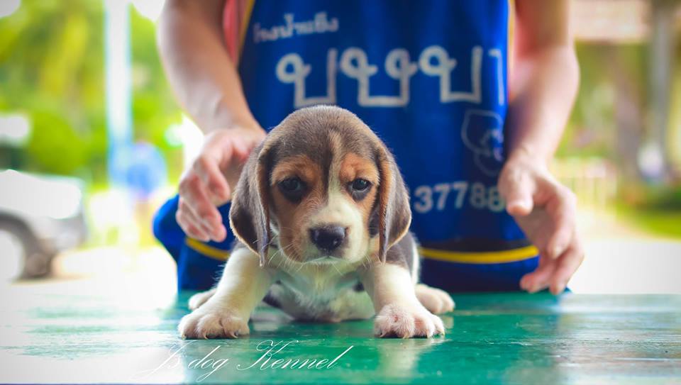 ขายบีเกิ้ล เพศเมีย หน้าใหญ่ โครงสร้างอ้วนเตี้ย ไซร์ 13