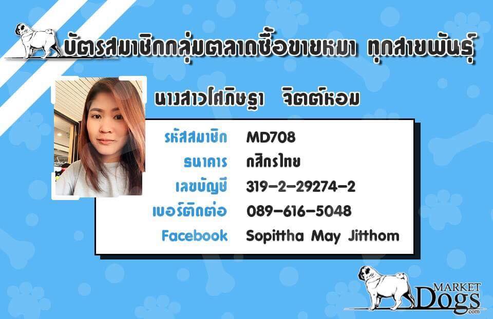 น้องชิ เพศผู้ ขาวล้วน 3,000 พร้อมวัคซีน
