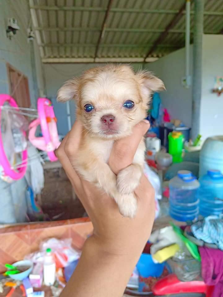 ขายชิวาว่าขนยาวจอง 500บาท จ่ายตอนรับ (2,800)เท่านั้น!!