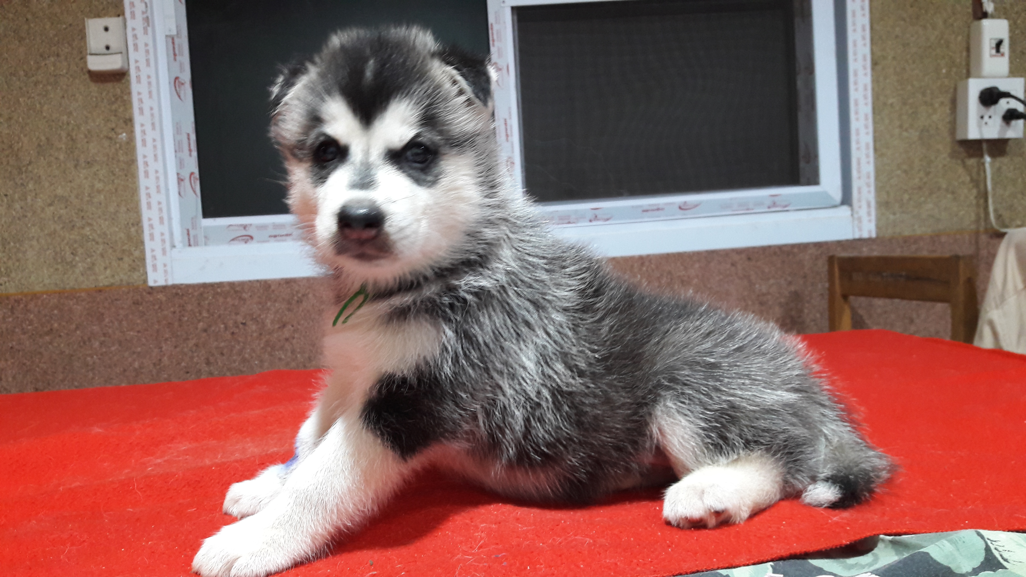 น้องไซบีเรียนพันธ์แท้น่ารัก น่าเลี้ยง ราคาเบาๆ มาแล้วจ้า