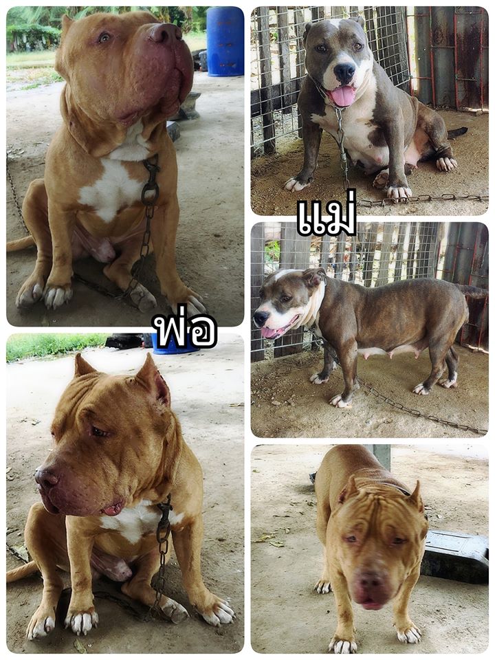 ขายพิทบูลแท้ ราคาแบ่งกันเลี้ยง