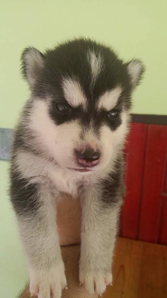 ขาย Siberian Husky เพศเมีย สีดำ ราคา 6,500