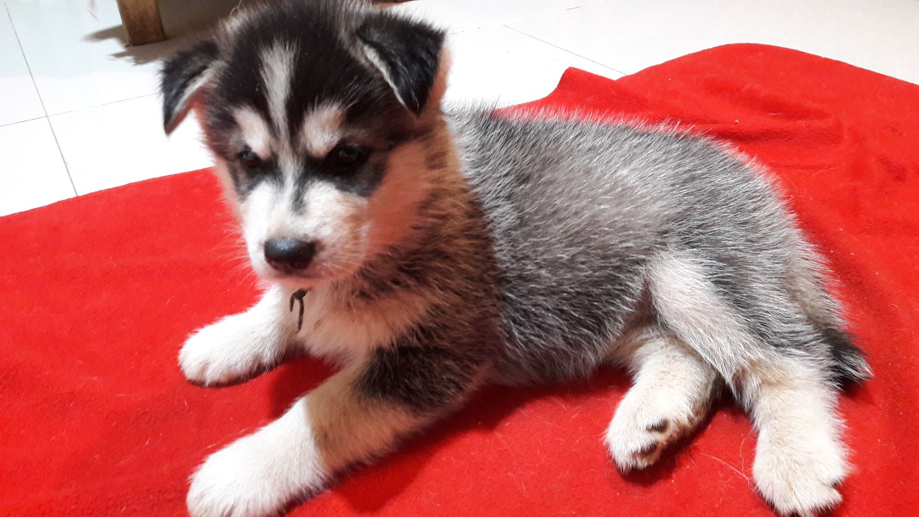 ขายน้องไซบีเรียนอยากย้ายบ้านแล้วจ้า