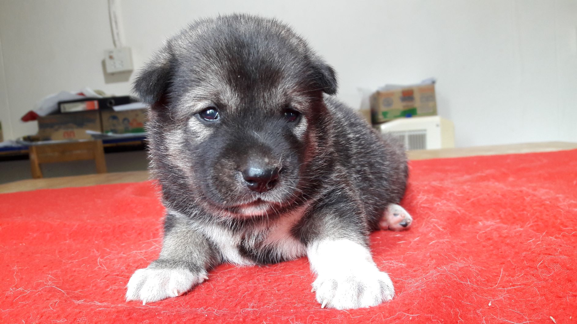 ขายน้องไซบีเรียนพันธ์ทางราคาเบาๆ มาแล้วจ้า