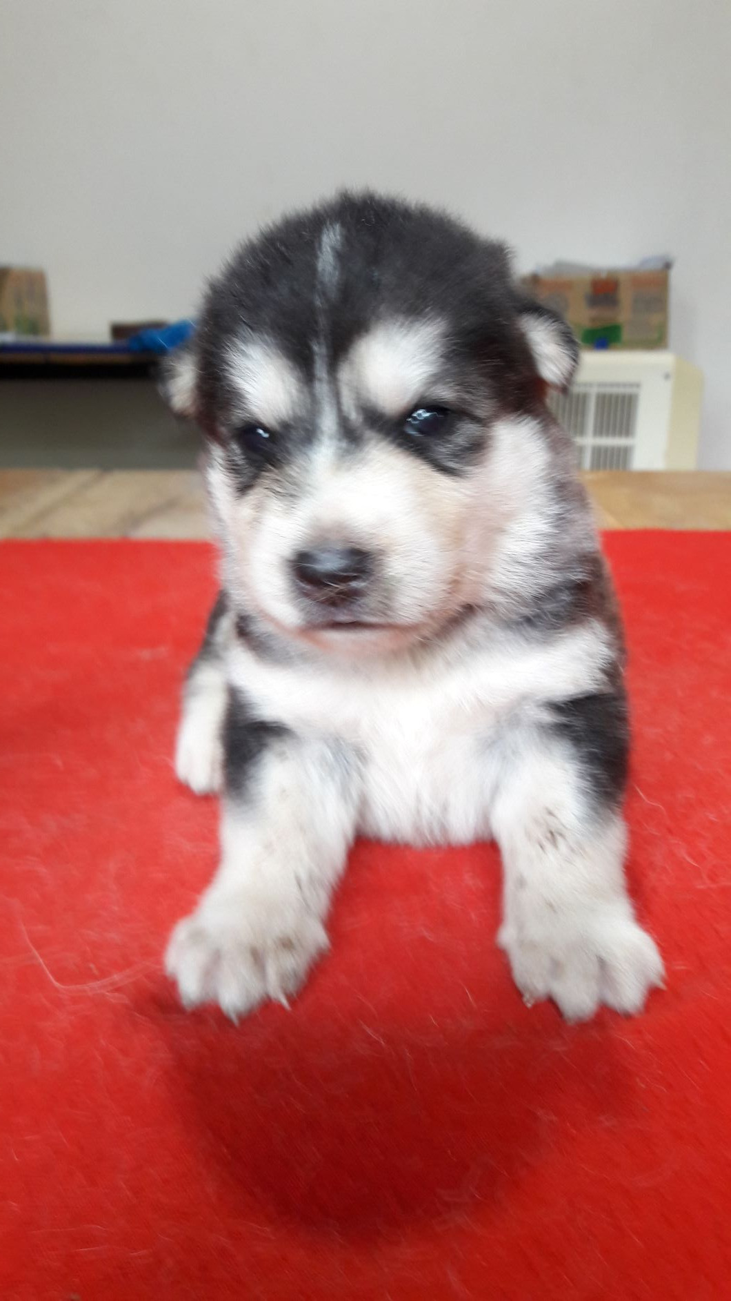 ขายน้องไซบีเรียนพันธ์ทางราคาเบาๆ มาแล้วจ้า