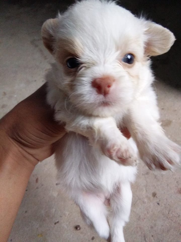 น้องปอมกำลังหาบ้านใหม่
