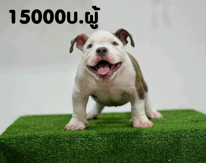 ขายบลูลี่พ๊อคเก็ต วัย 3 เดือนวัคซีนแล้ว