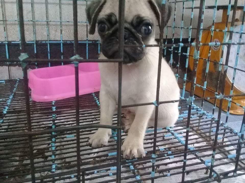 ขายปั๊กเพศผู้ทั้ง2ตัวอายุ3เดือนตัวละ3500