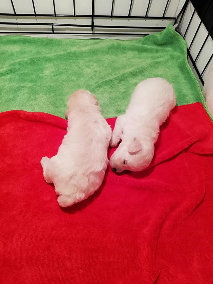 พุดเดิ้ลทีคัพ​ สีขาวสำลี​ ผู้​ 1​ เมีย​ 1​ อายุ​ 20​ วัน