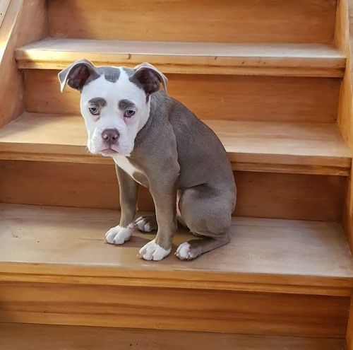 สุนัขสายพันธุ์ English bulldog ที่มีคิ้วหนา น่าร๊ากกกกกก