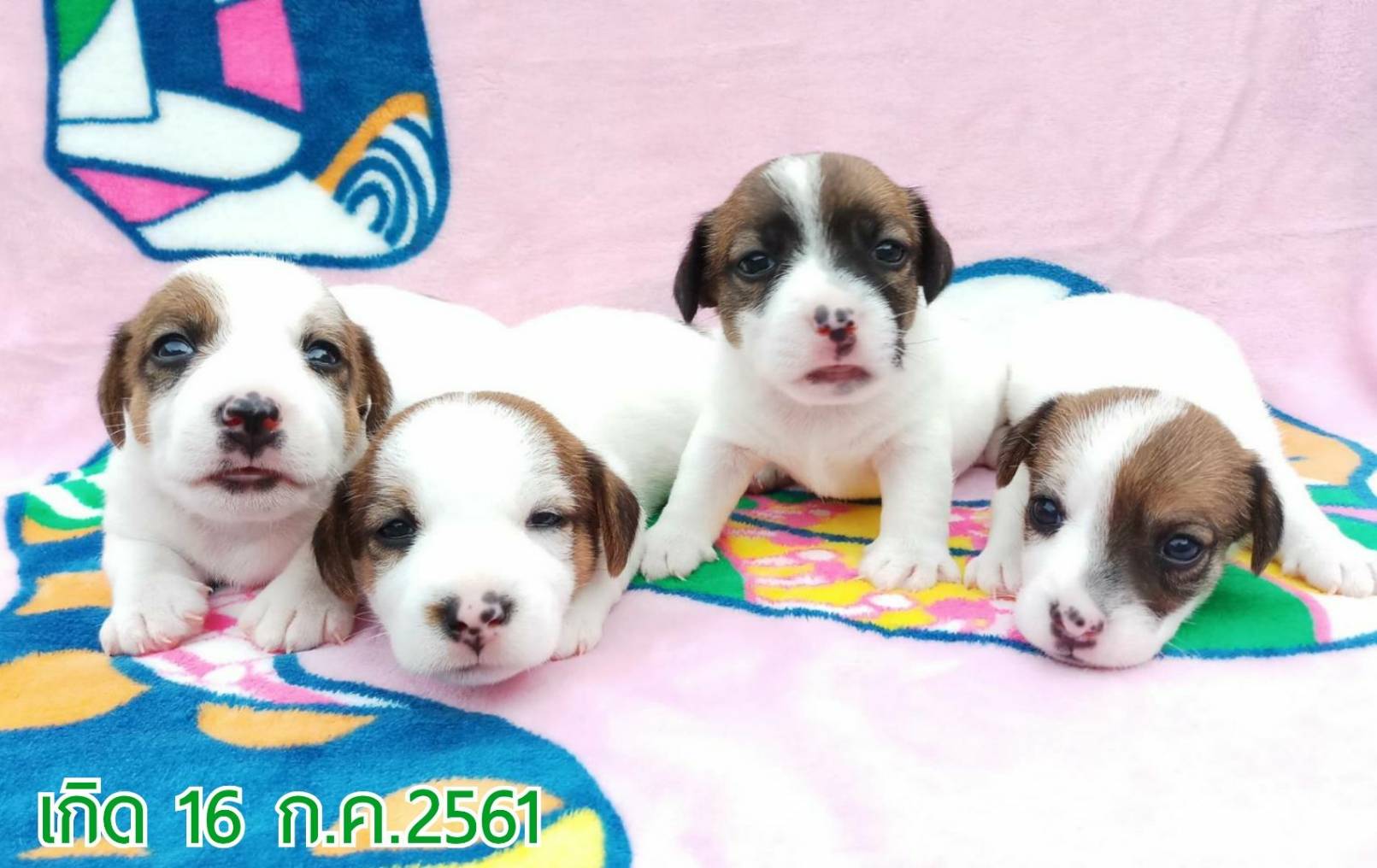 ขายลูกสุนัขแจ็ครัสเซลเทอเรียแท้