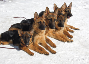 วิธีการเลือกซื้อสุนัขพันธุ์ เยอรมันเชฟเฟิร์ด (German Shepherd)