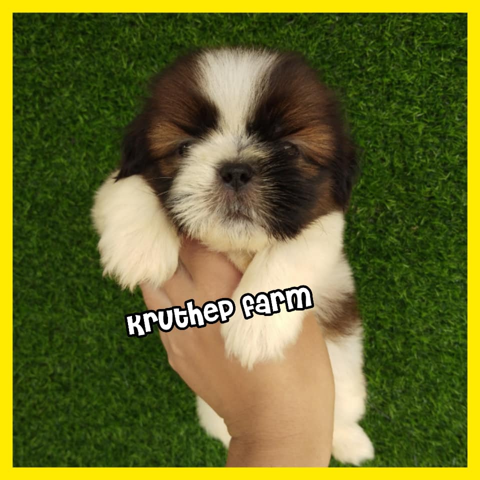 ขายลูกชิสุแท้ 100% น่ารักๆ อ้วนๆ