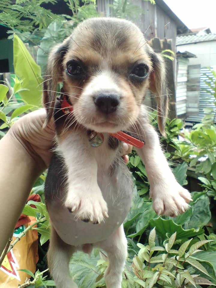 ขายน้องบีเกิ้ล เพศเมียตัวสุดท้าย