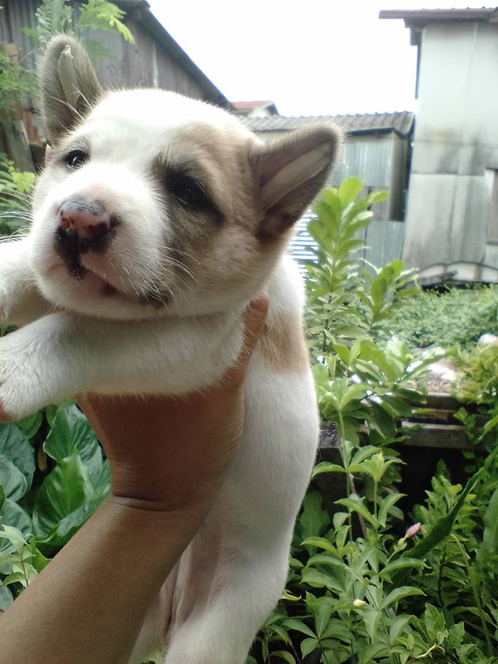 ขายน้องบางแก้วลาบาดอร์ เพศเมียตัวสุดท้าย