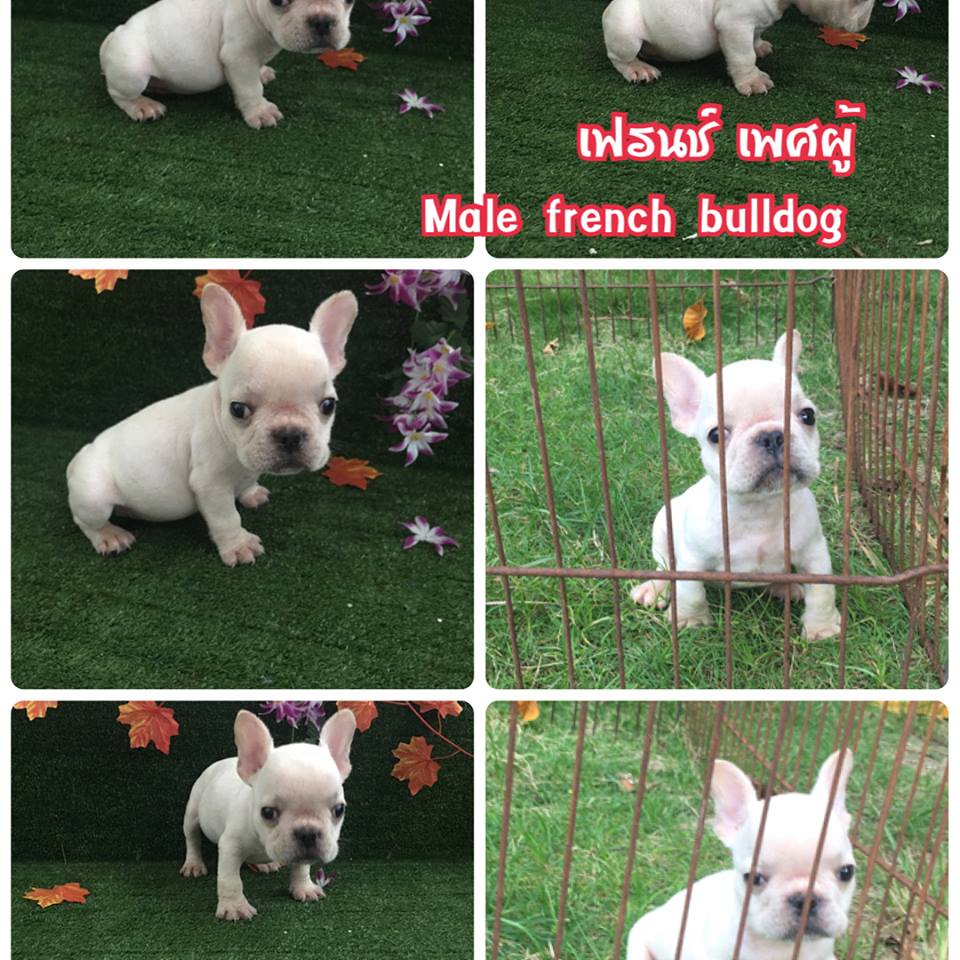French bulldog for sale