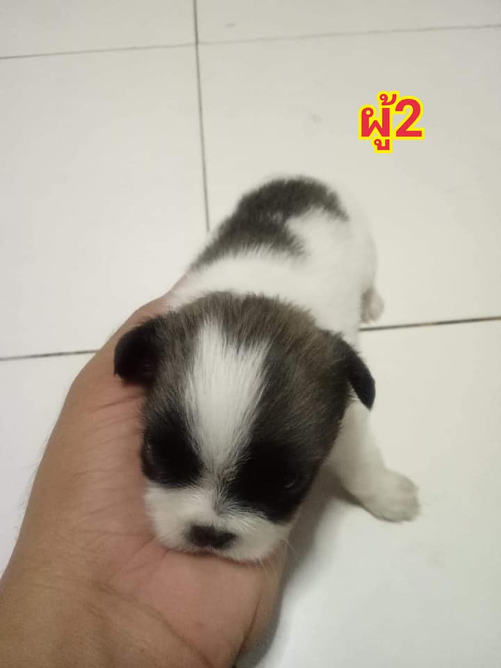 ขายลูกชิสุผสมพุดเดิ้ล⭐️