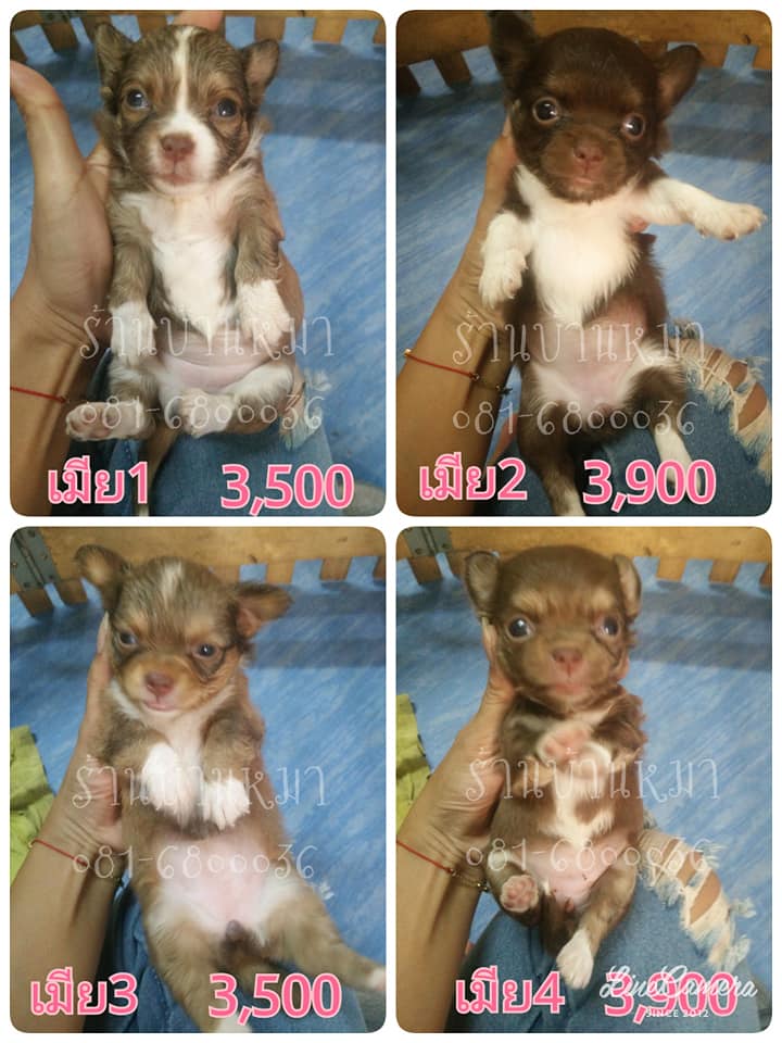 ขายชิวาวาลดราคาทุกตัวค่ะ จาก3,900เหลือ3,500