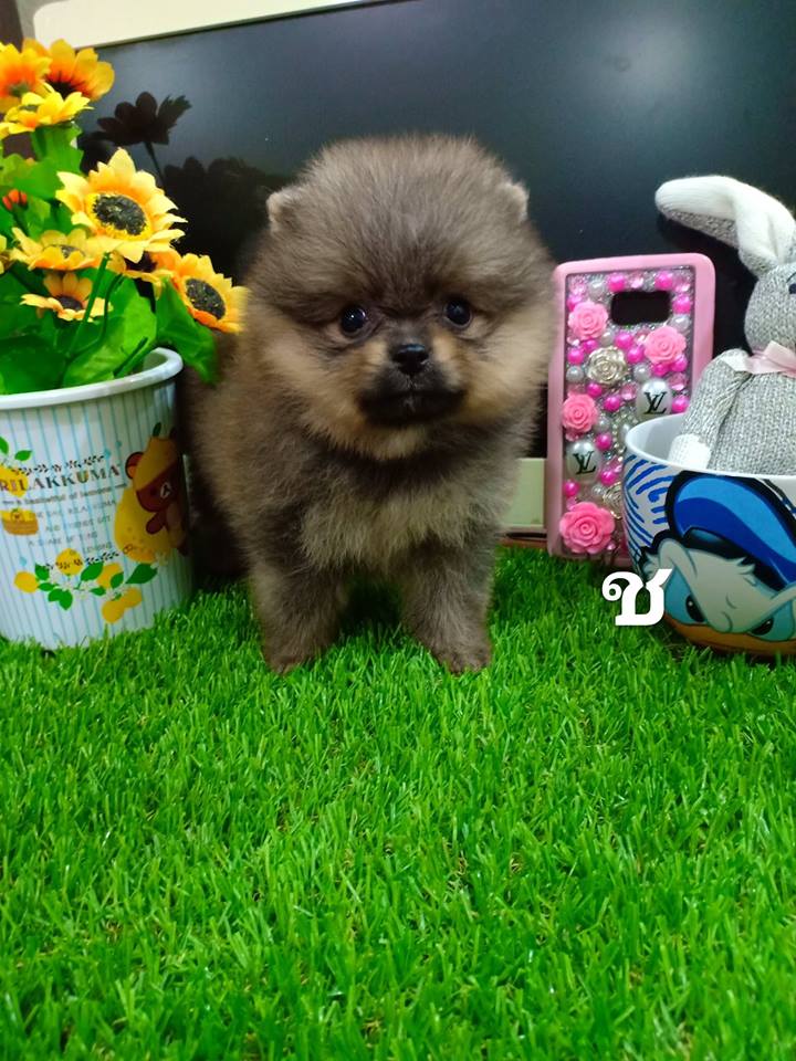 ขายปอมสายเลือดแบล็คแทน