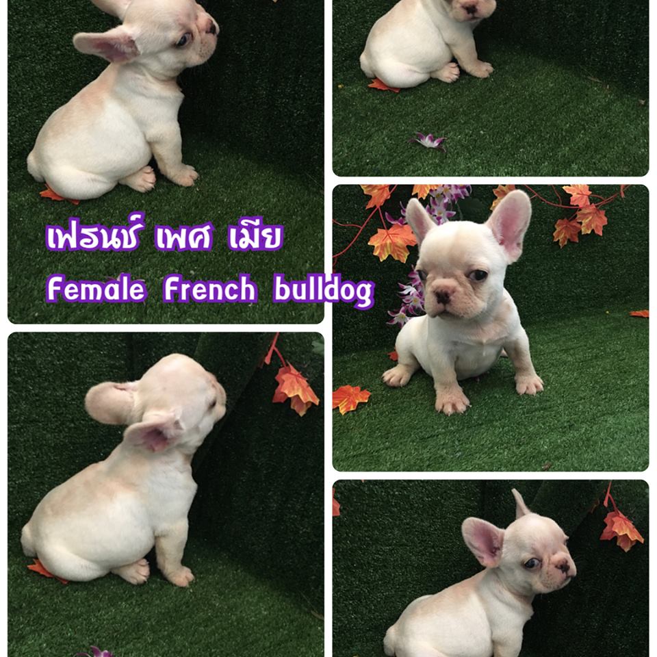 French bulldog for sale