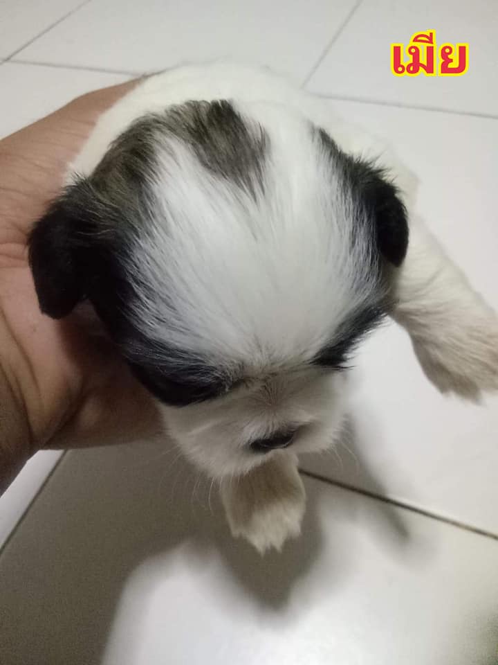 ขายลูกชิสุผสมพุดเดิ้ล⭐️