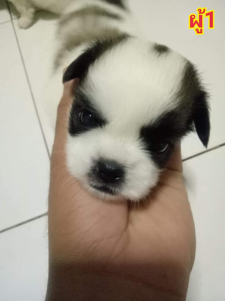 ขายลูกชิสุผสมพุดเดิ้ล⭐️