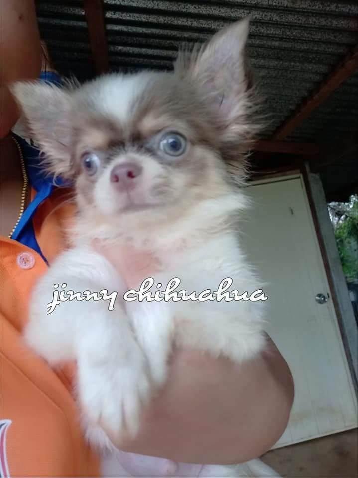 ขายชิวาว่าขนยาว🐾🐾 พร้อมย้ายบ้าน