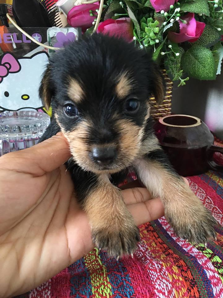 🐶น้องยอร์เชีย น่ารักๆ ราคาเบาๆ