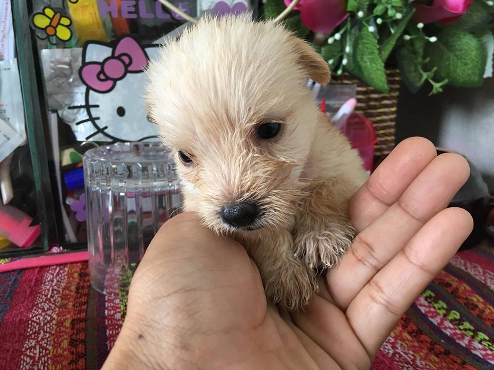 🐶น้องยอร์เชีย น่ารักๆ ราคาเบาๆ