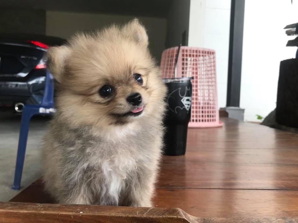 ขายน้องปอมยังว่างๆอยู่นะค๊าาา น่ารักน่าฟัดขนาดนี้